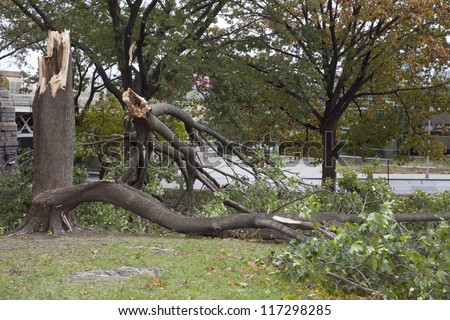 BRONX, NY - October 30: Trees collapsed in park near Yankee Stadium after hurricane Sandy passed through the Northeast the evening before.  Photographed October 30, 2012 in New York.