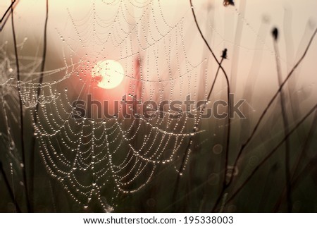 Sun in the cobweb background