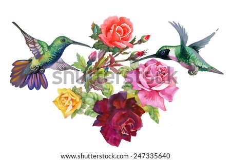 Exotic colibri birds with rose flowers colorful on white background vector illustration