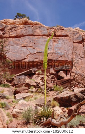 Kaibab century plant (agave utahensis var. kaibabensis) on the background of cliffs in Grand Canyon