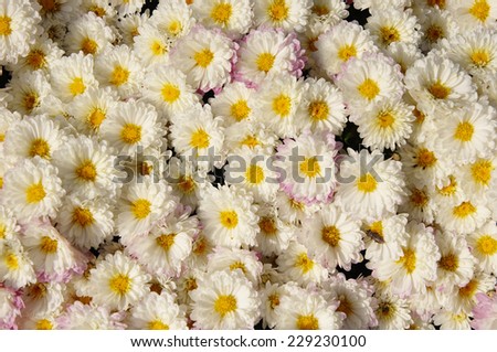 Autum mums, chrysanthemums closeup in sunny day