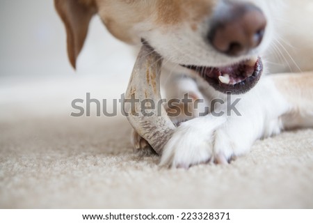 Dog chews antler/bone