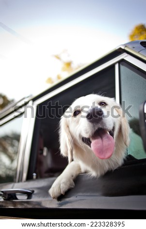 Golden Retriever puppy smile out of a car window