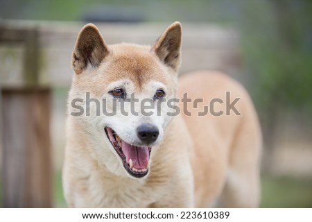 New Guinea Singing dog