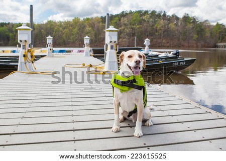 Dog sits on boat dock