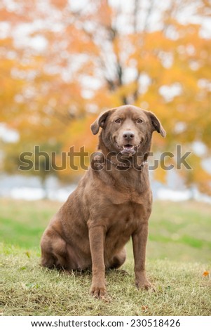 Chocolate lab dog outside in the fall