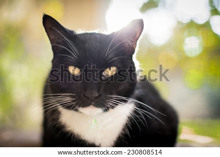 Stunning black and white cat outside