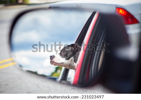 Puppy sticks head out the window of car
