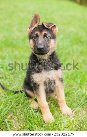 German Shepherd puppy with floppy ears sits in the grass