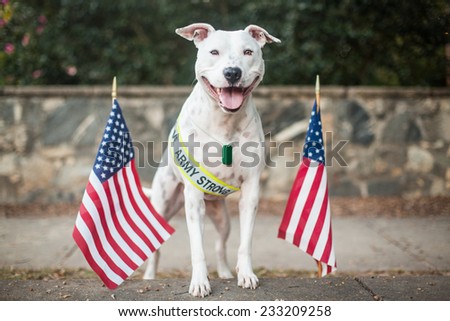 White dog supports the troops, military appreciation dog
