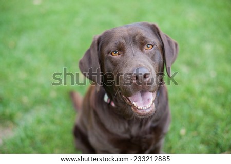 Chocolate lab dog smiles in the grass