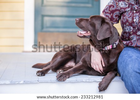 Chocolate lab dog sits on the porch with owner