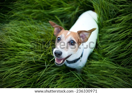 Jack Russell Terrier playing outside