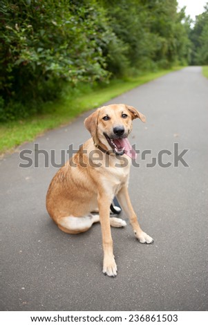 Yellow lab dog smiles and takes a break from his walk