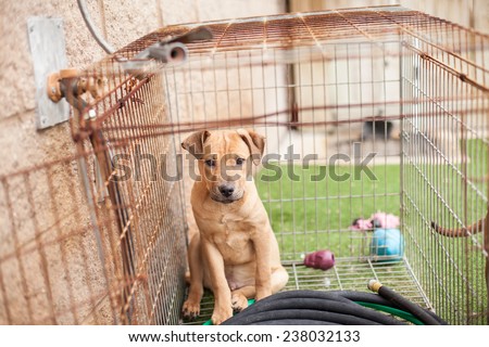 Sad puppy hides in crate at animal shelter