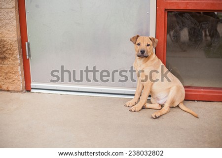 Sad puppy dog waits outside by the door at the animal shelter