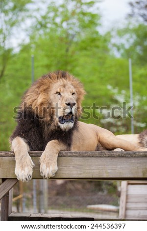 Lion roars in captivity