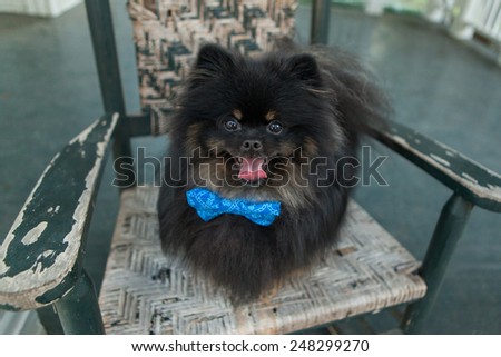 Black Pomeranian dog smiles in a rocking chair