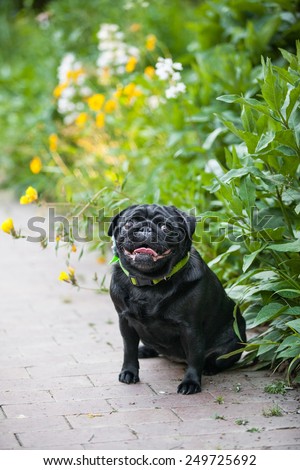 Black pug dog sits and smiles in the garden