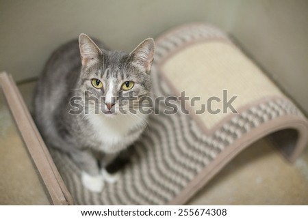 White and gray tabby cat sits on scratching post