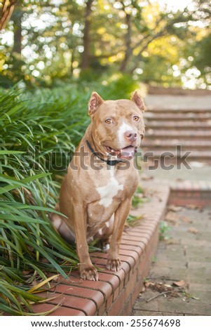 Pretty pit bull dog with cropped ears sits in the park and smiles