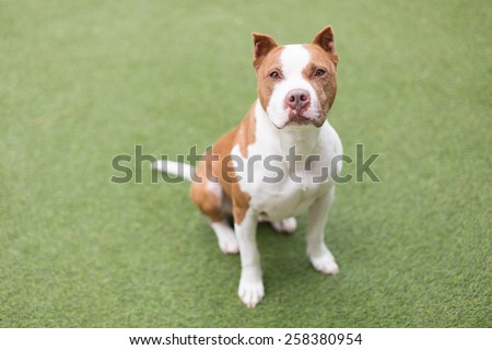 White and brown pit bull dog with cropped ears sits outside