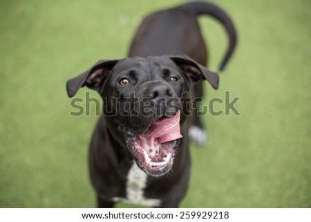 Funny Black lab mix dog yawns and licks lips