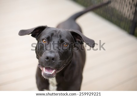 Happy black dog plays outside