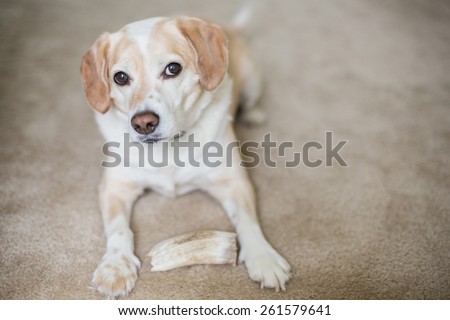 Cute dog chews on bone