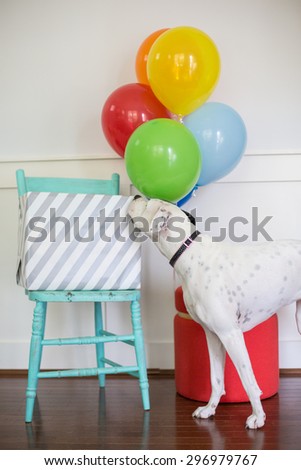 White dog sniffs birthday gift