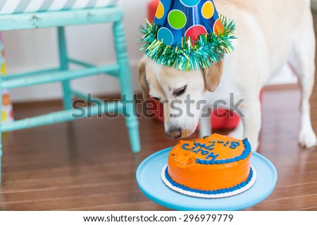 Dog eats birthday cake