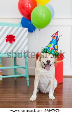 Happy Dog is excited to celebrate his birthday party