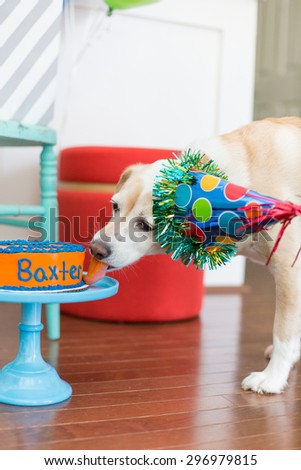 Dog licking birthday cake