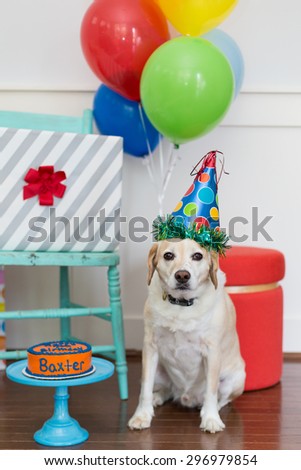Yellow dog celebrates birthday party
