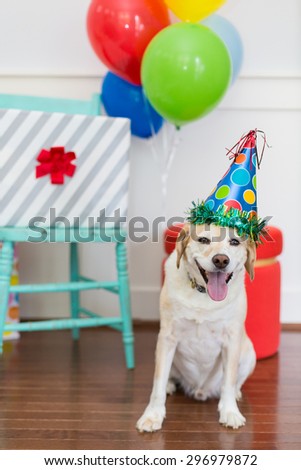 Happy Dog is excited to celebrate his birthday party