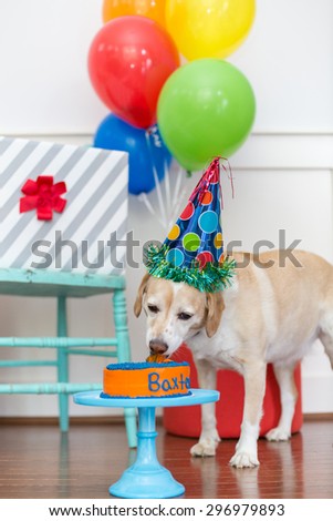 Dog licks birthday cake at pet party