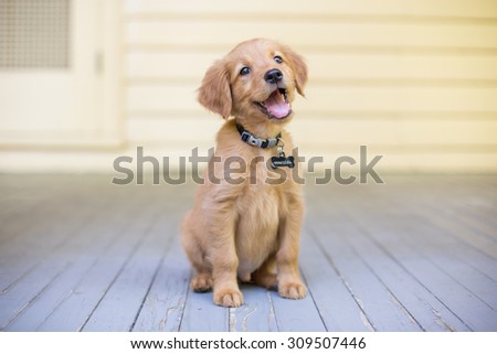 Smiling Golden Retriever Puppy sitting on front porch