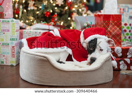 Cute dog lays in dog bed at Christmas waits for Santa