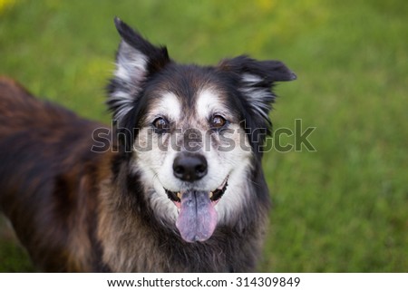Black and white senior dog smiles outside