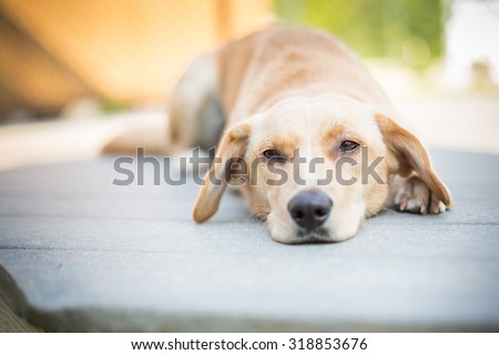 Sad puppy laying down outside