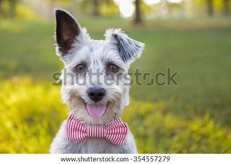 Sweet Schnauzer dog with funny ears smiles and wears a bowtie