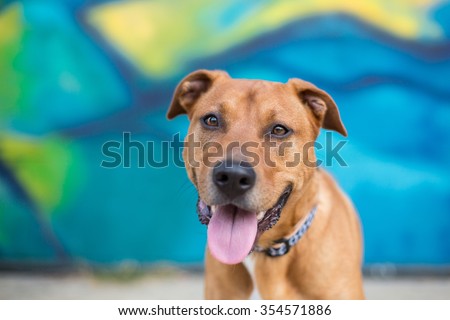 Happy dog in front of a bright blue graffiti wall
