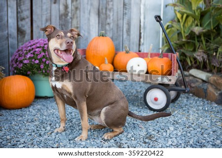Cute brown dog smiles at the farm during fall