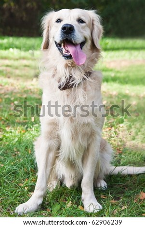 Funny golden retriever with a protruding tongue sitting on the grass