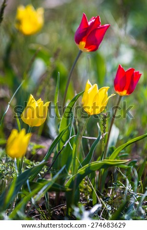 Red and yellow tulips in the steppe closeup. Kalmykia. Russia