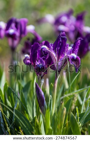 Wild violet iris in the steppe at the springtime. Kalmykia. Russia