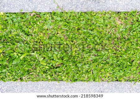 Walkway in front yard with grasses background banner