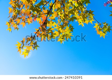 Autumn maple leaves on a nice sunny day, sky in the background
