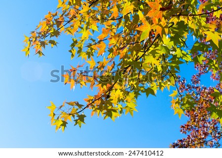 Autumn maple leaves on a nice sunny day, sky in the background