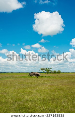 Sunny day in rice field of Myanmar countryside